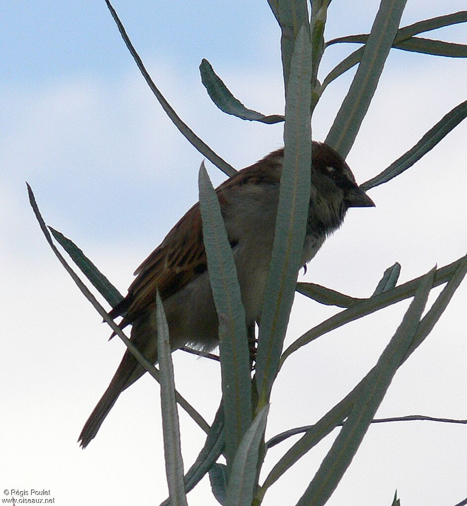 House Sparrow male adult post breeding