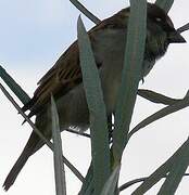 Moineau domestique