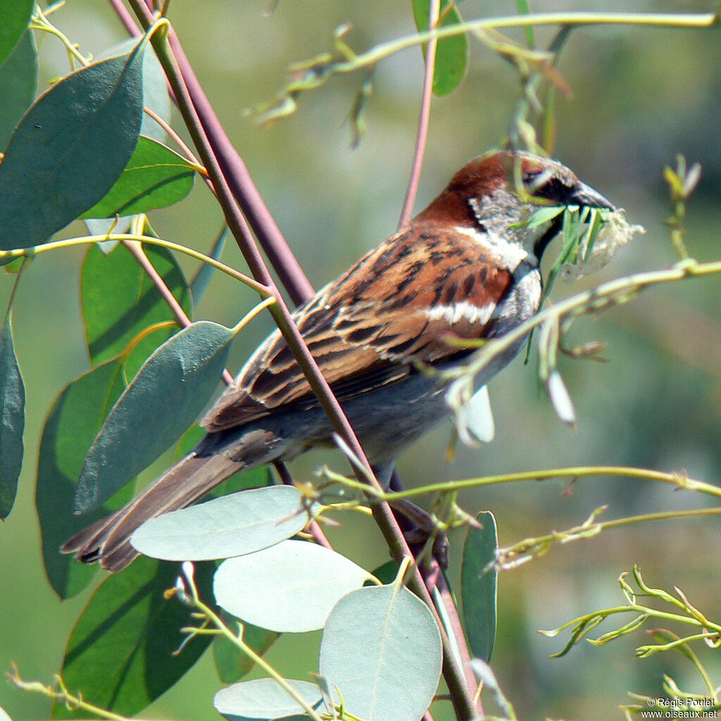 Moineau domestique mâle adulte, identification