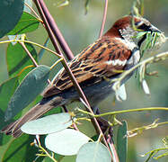 House Sparrow