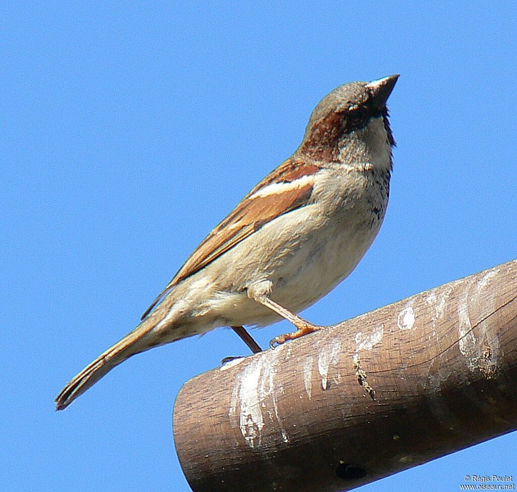 Moineau domestique mâle