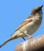 Moineau domestique