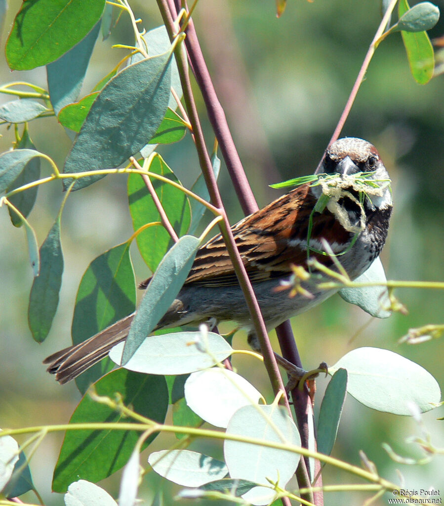 Moineau domestique mâle adulte, identification, Comportement