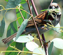 House Sparrow