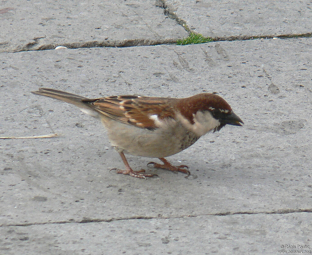 Moineau domestique mâle adulte, identification