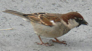 House Sparrow