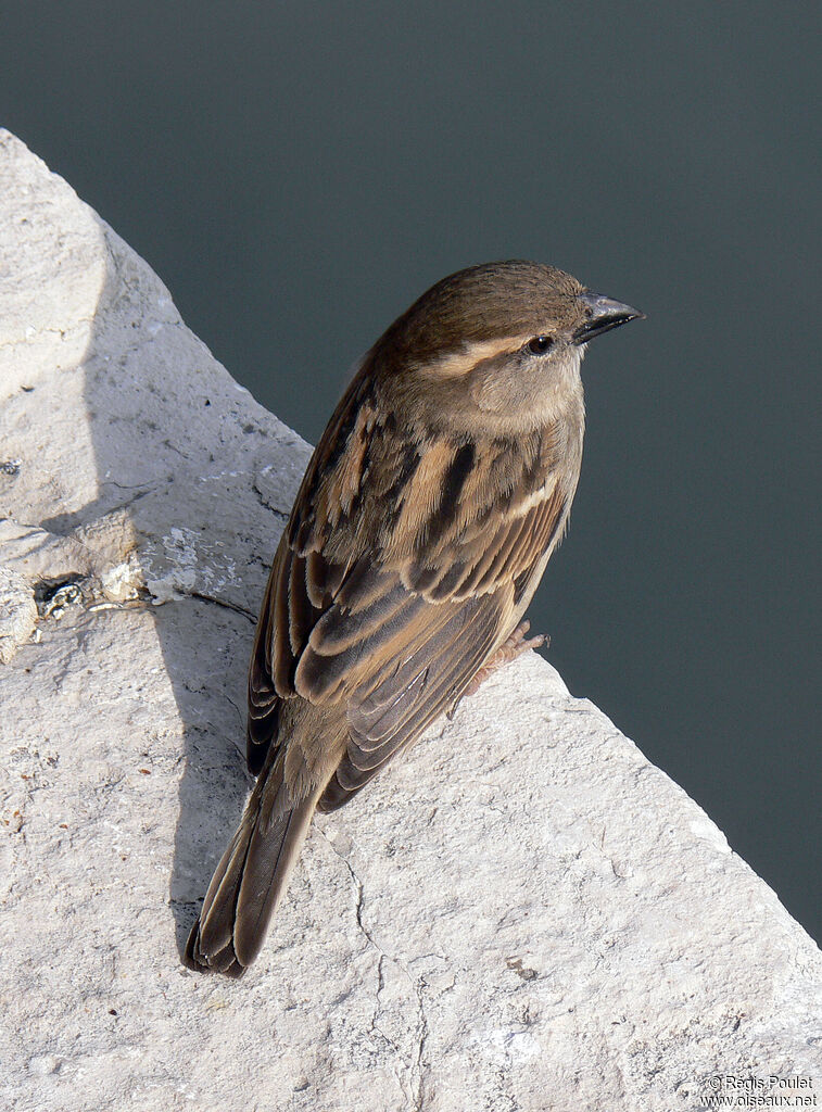 Moineau domestique femelle adulte, identification