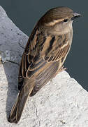 House Sparrow