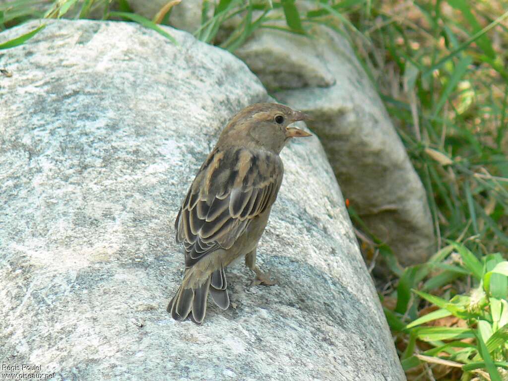 Moineau espagnol femelle adulte