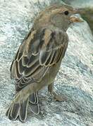 Spanish Sparrow