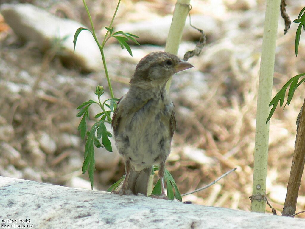 Spanish Sparrowimmature