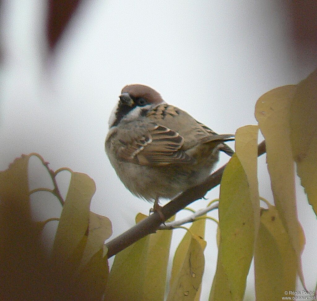 Moineau friquetadulte