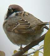 Eurasian Tree Sparrow