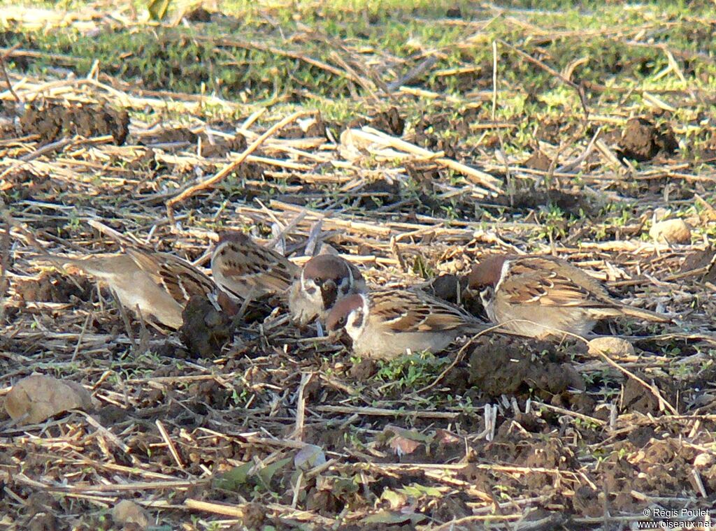 Eurasian Tree Sparrow