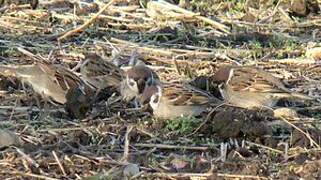 Eurasian Tree Sparrow