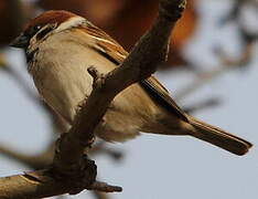 Eurasian Tree Sparrow