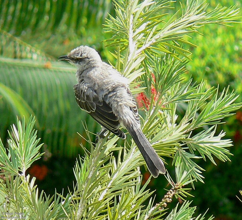 Tropical Mockingbirdadult