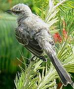 Tropical Mockingbird