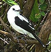 Pied Water Tyrant