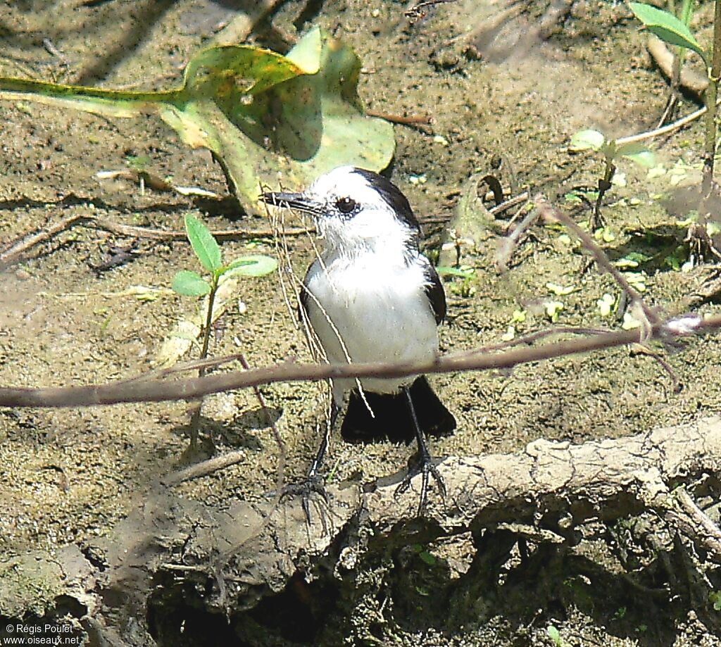 Pied Water Tyrant male adult