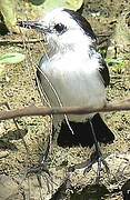 Pied Water Tyrant