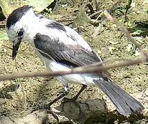 Pied Water Tyrant