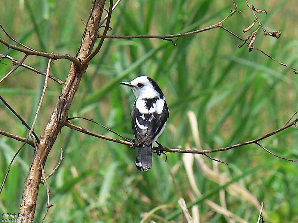 Pied Water Tyrant male adult