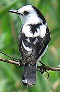 Pied Water Tyrant