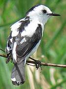 Pied Water Tyrant