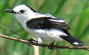 Pied Water Tyrant