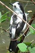 Pied Water Tyrant