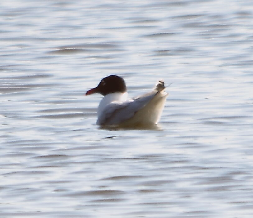 Mouette mélanocéphale