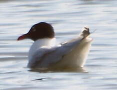 Mouette mélanocéphale