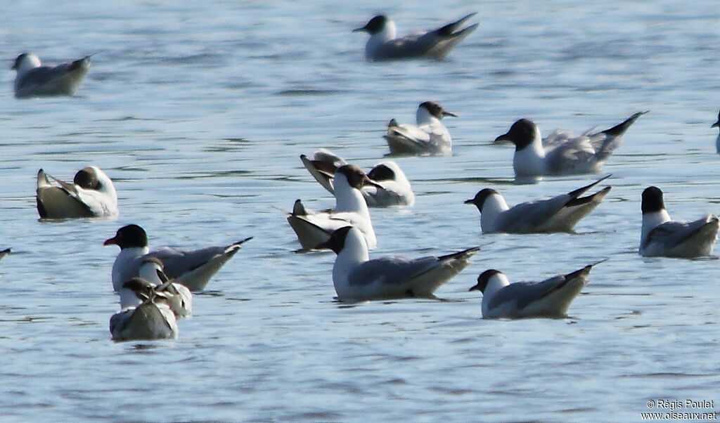 Mouette mélanocéphale