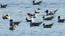 Mouette mélanocéphale