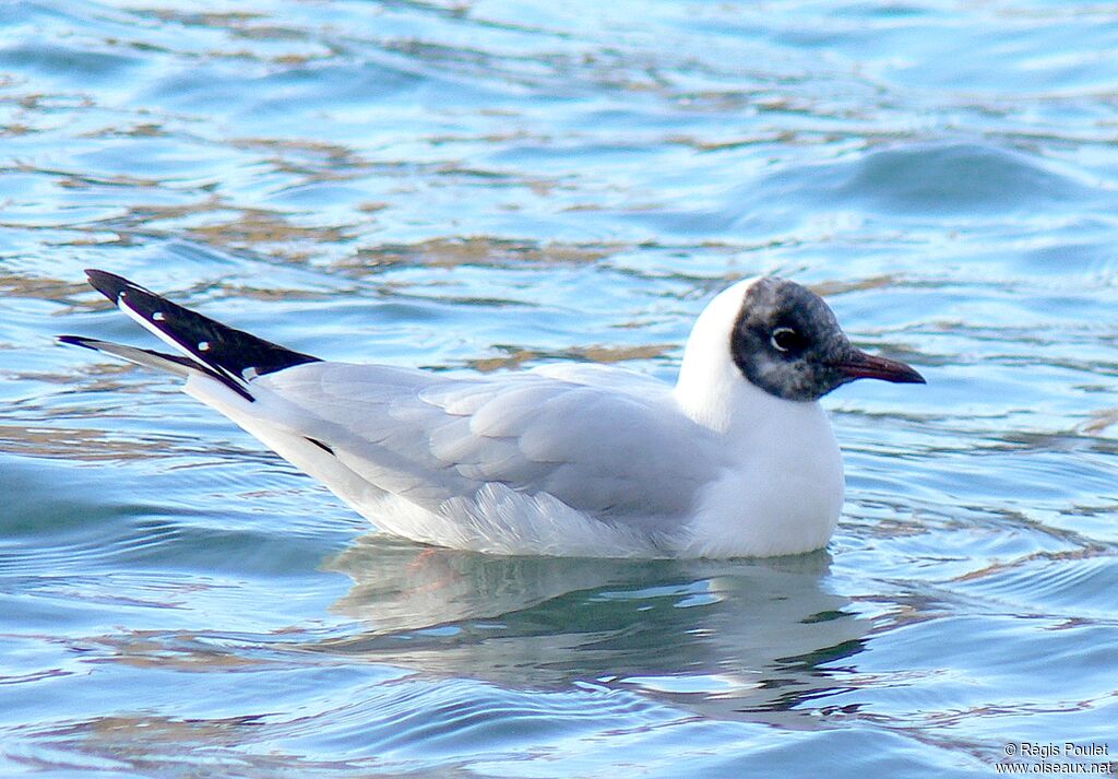 Black-headed Gulladult post breeding