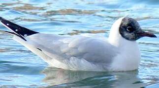 Mouette rieuse