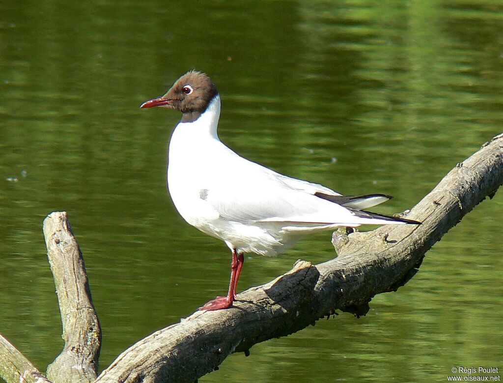 Mouette rieuseadulte nuptial