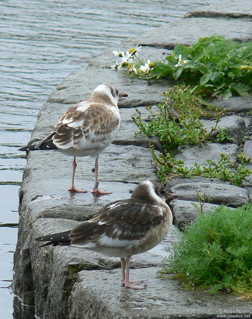 Black-headed Gulljuvenile