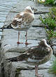 Mouette rieuse