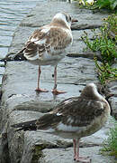 Mouette rieuse