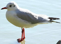 Mouette rieuse