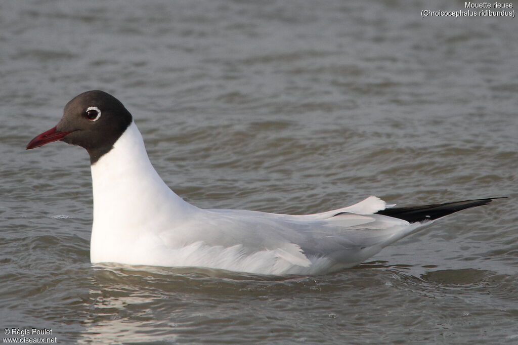 Black-headed Gulladult breeding