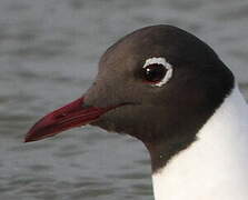 Black-headed Gull