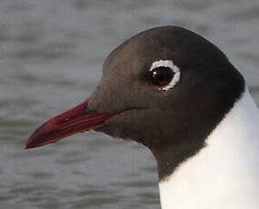 Mouette rieuse