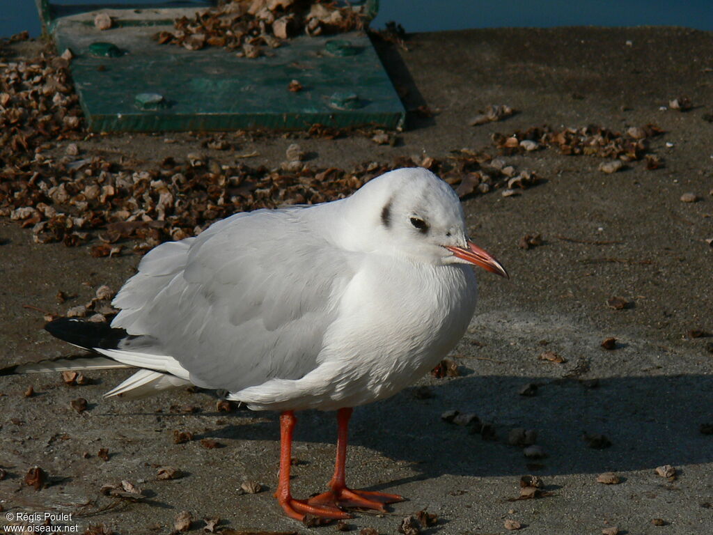 Mouette rieuseadulte internuptial