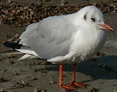 Mouette rieuse