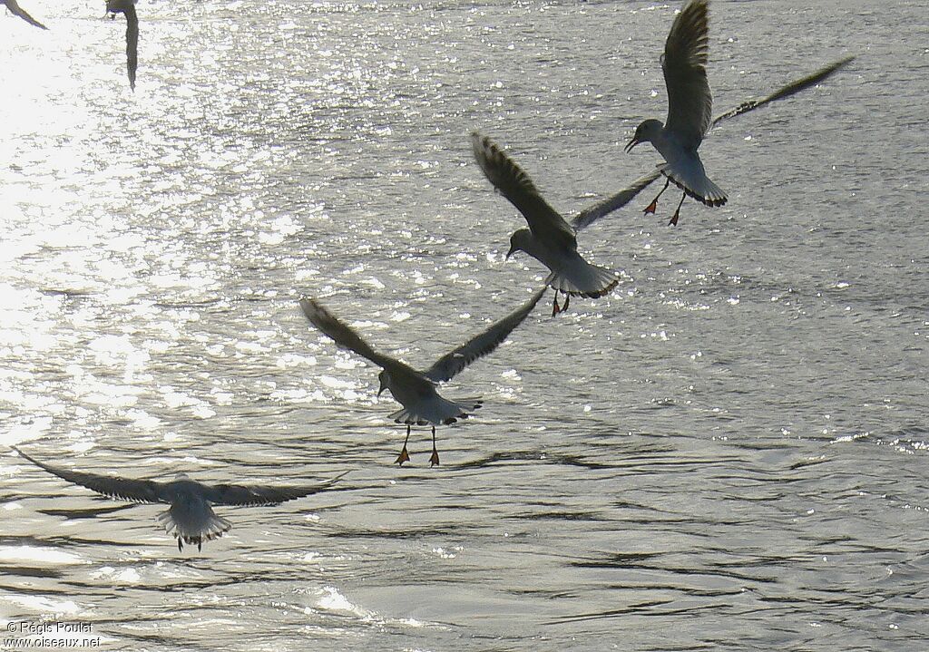 Mouette rieuse, Vol