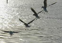 Mouette rieuse