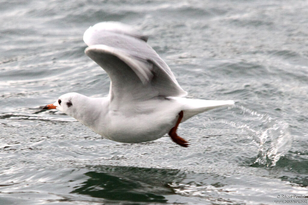 Black-headed Gull, Flight